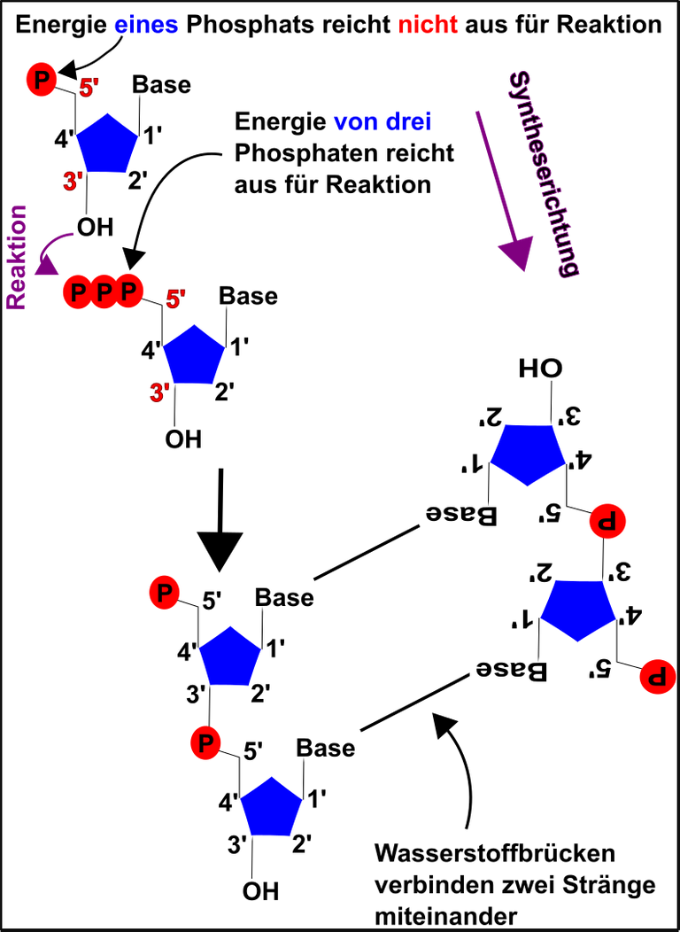 Nukleotide.png