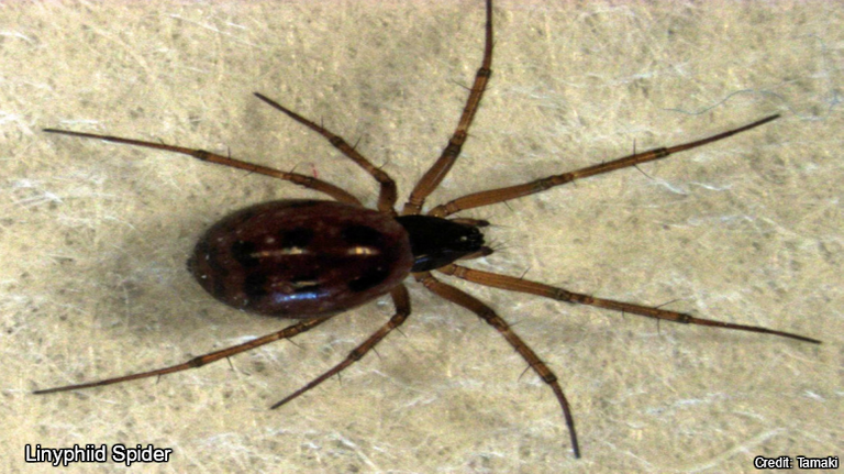 Linyphiid Sider (female)