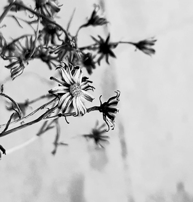 flower stalks.jpg