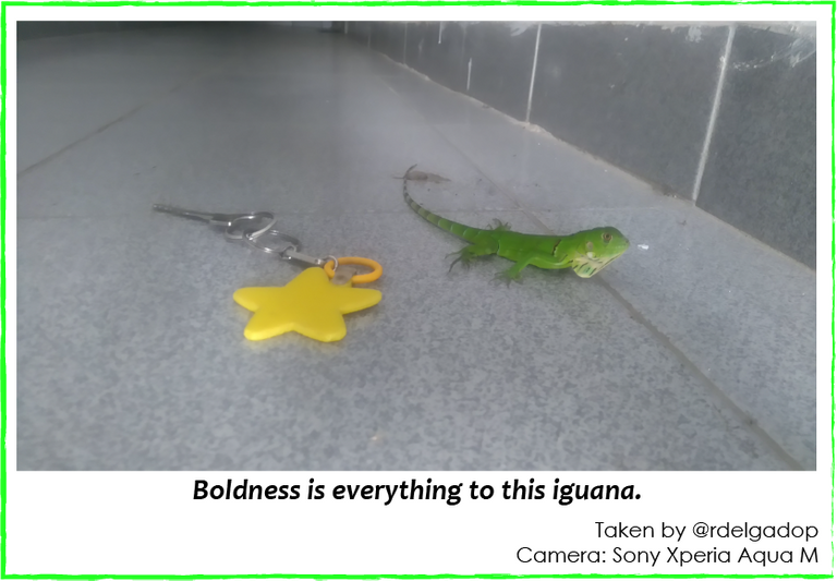 iguana03.png