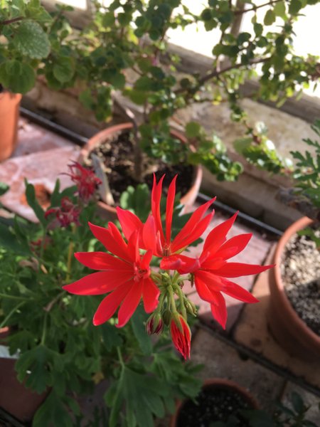 Smith Greenhouses - geranium crop January 2020.jpg