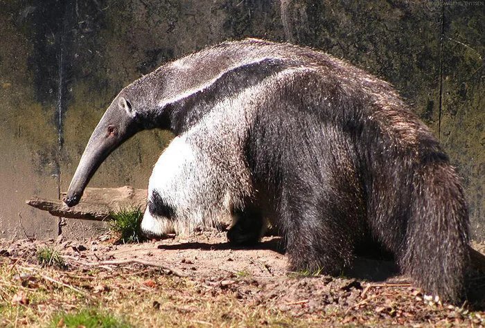 Anteaters-leg-looks-like-a-panda.jpg