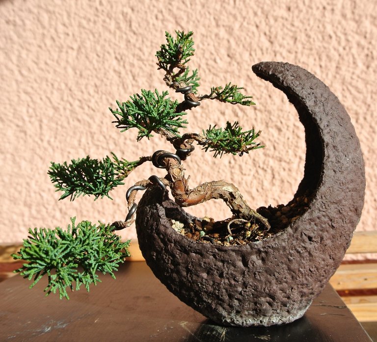 bonsai-1183558_1280.jpg