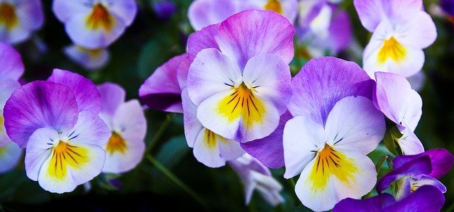 pansy-337140_640.jpg