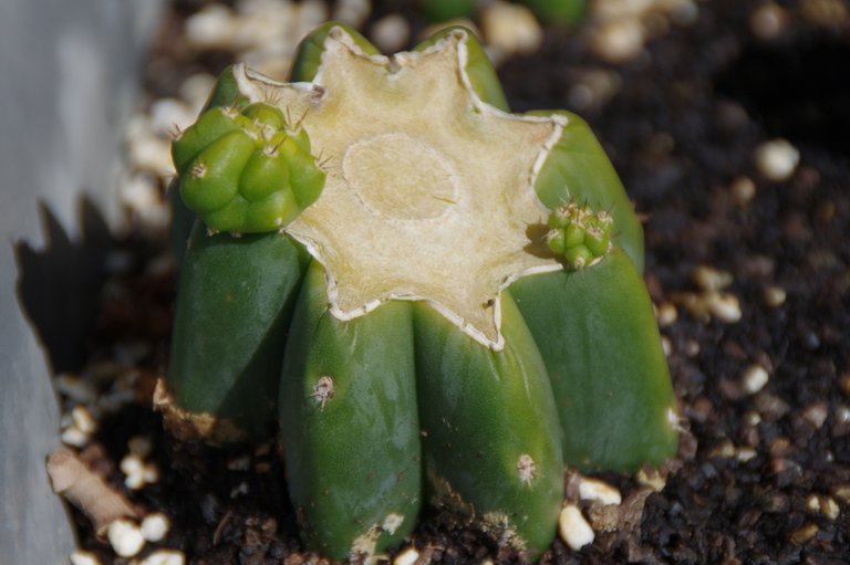 Echinopsis_pachanoi_-_San_pedro_-_Cutting.jpg