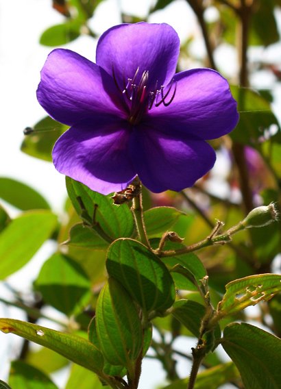 Tibouchina-urvilleana-1.jpg