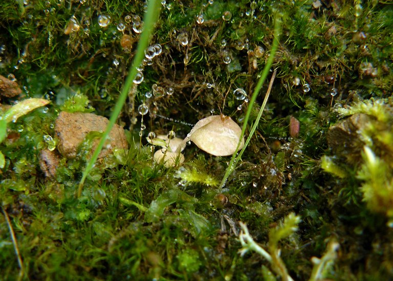 mini mushrooms lumix 5.jpg