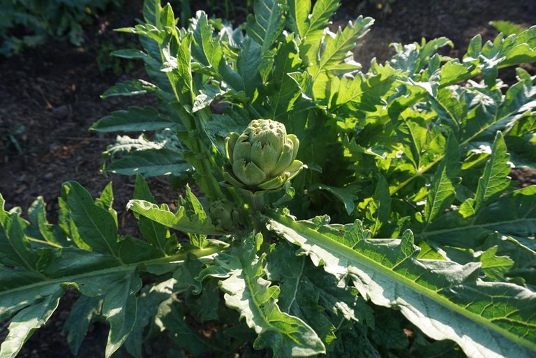 artichoke plant