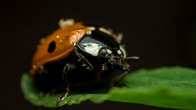 05-06-2018-ladybug-05785.jpg