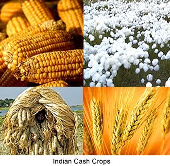 Cash-crop.jpg.cf.jpg