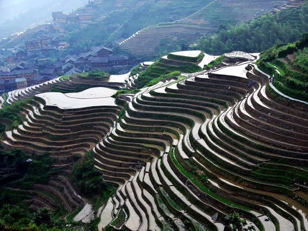 campos de arroz china.jpg
