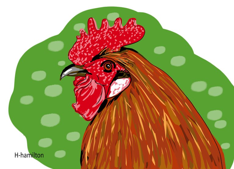rooster(565).jpg