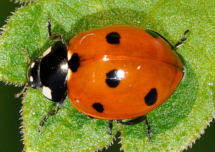 Coccinella-septempunctata-01-fws.jpg