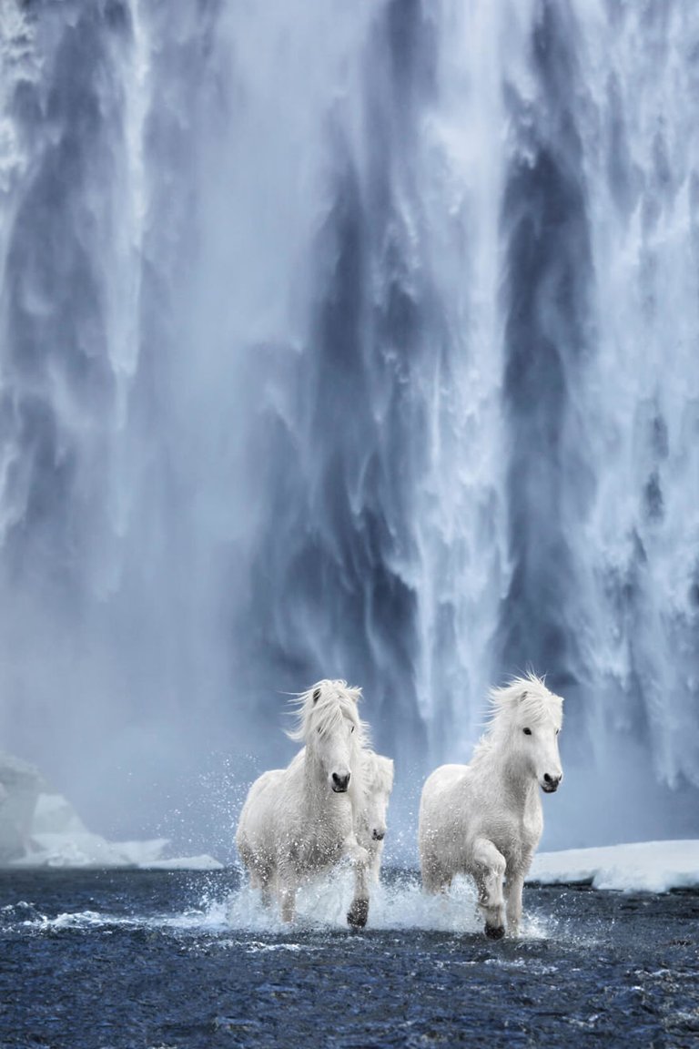 animal-photography-icelandic-horses-in-the-realm-of-legends-drew-doggett-32-5b5afc0cc0d0f__880.jpg