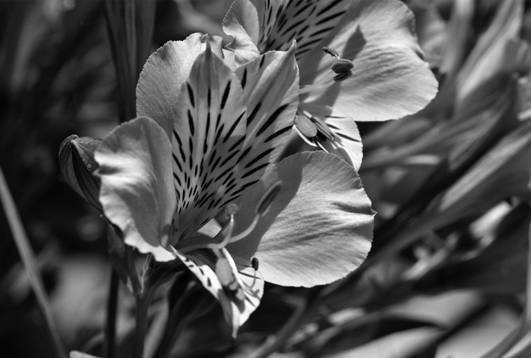 Alstroemeria Lily of the Incas bw 2.jpg