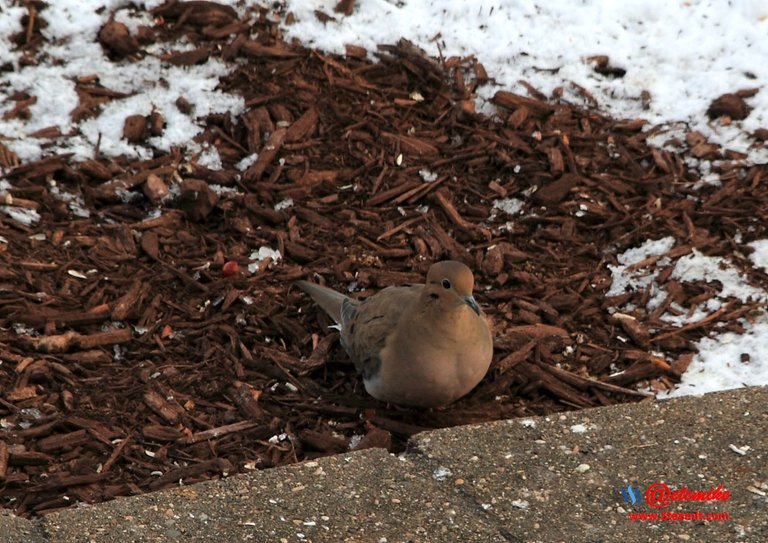 Mourning Dove PFW01-17.JPG