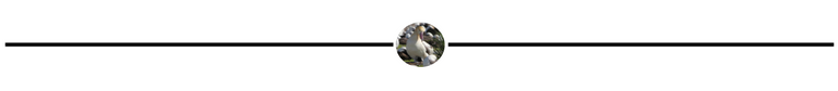 AlbatrossPgbrk.png