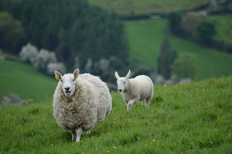 ireland1.jpg