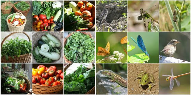 Produce_and _Wildlife_Permaculture_Balkan_Ecology_Project.jpg