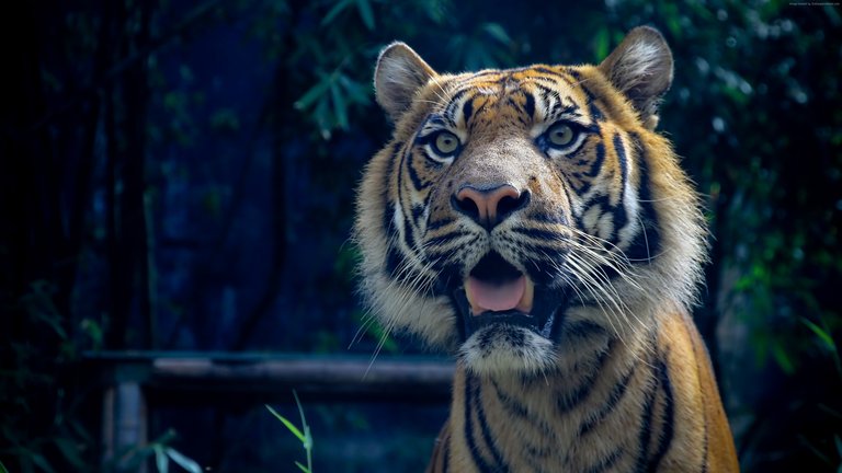 tiger-3840x2160-4k-hd-wallpaper-sumatran-amazing-eyes-fur-look-878.jpg