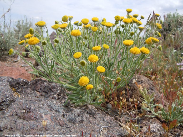 StrangeYellowFlowers-001-081218.jpg