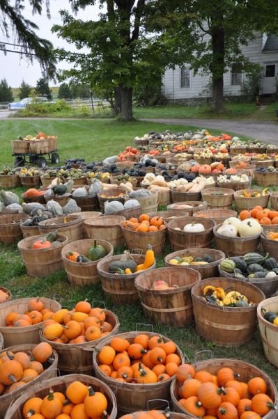 Sharon-Springs-New+York-Beekman-Boys-Harvest-Fest-pumpkins.jpg.cf.jpg