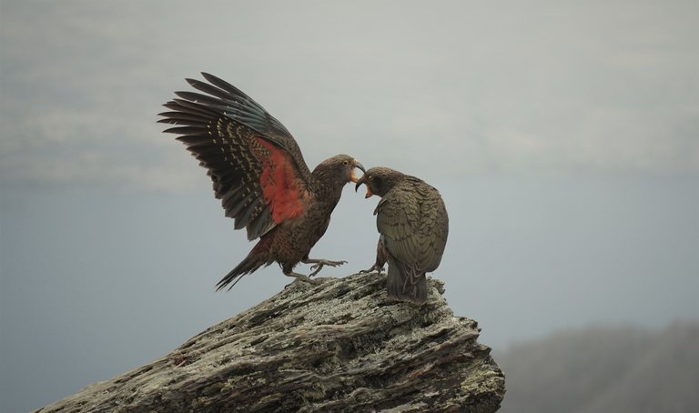 Kea2.JPG