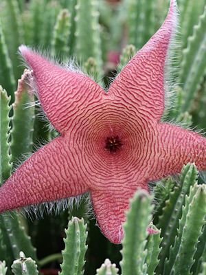 Unusual cactus fflower.jpg