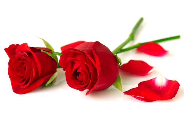 Red-Roses-2015.jpg