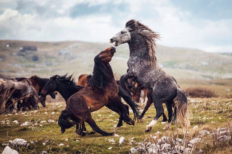 Capturing-wild-horses-made-me-realize-how-fragile-freedom-is-5b4f37c8c328a__880.jpg