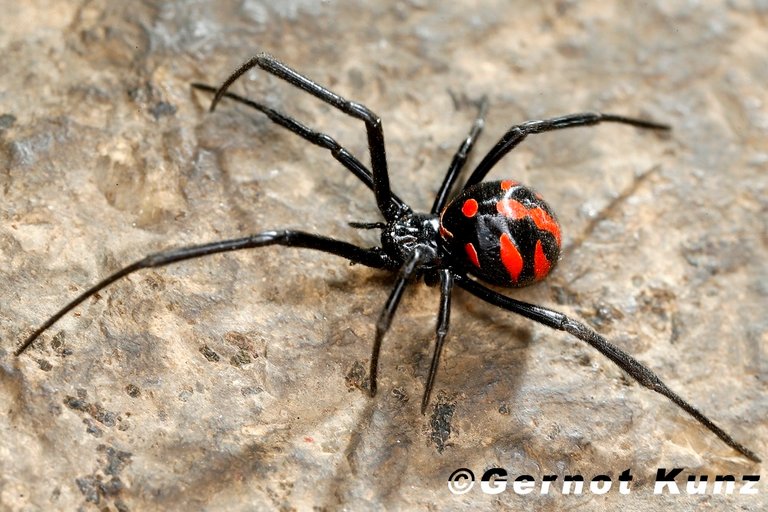 araña1.jpg