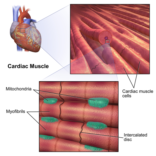 Cardiac_Muscle.png