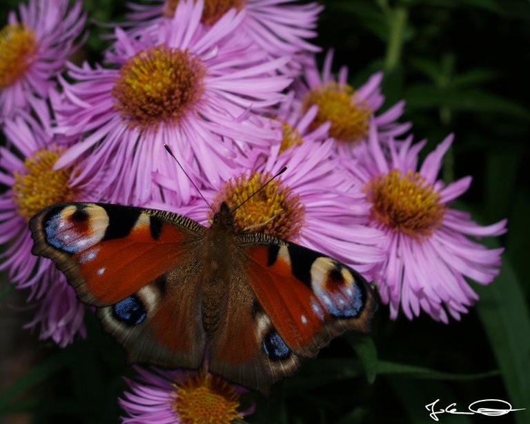 2018-10-Butterfly-European-Peacock-04.jpg