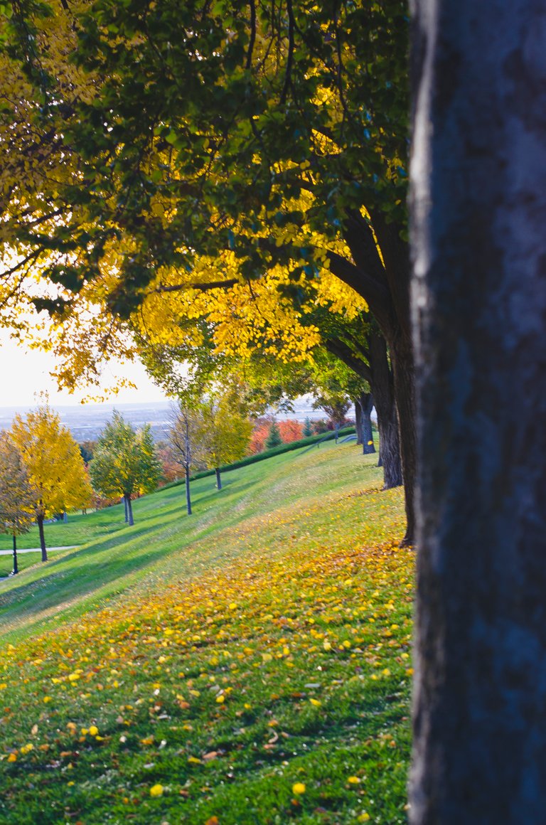 A long view of the fall park trees.JPG