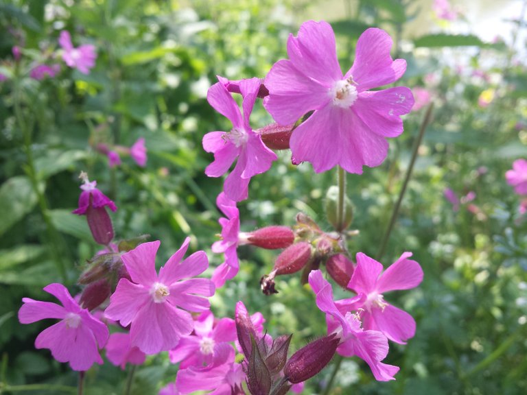 pink-wild-flowers.jpg