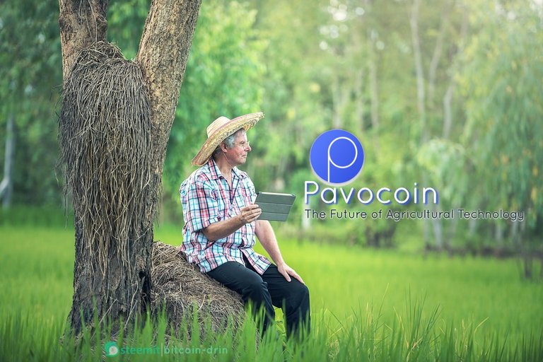 pavocoin cover.jpg