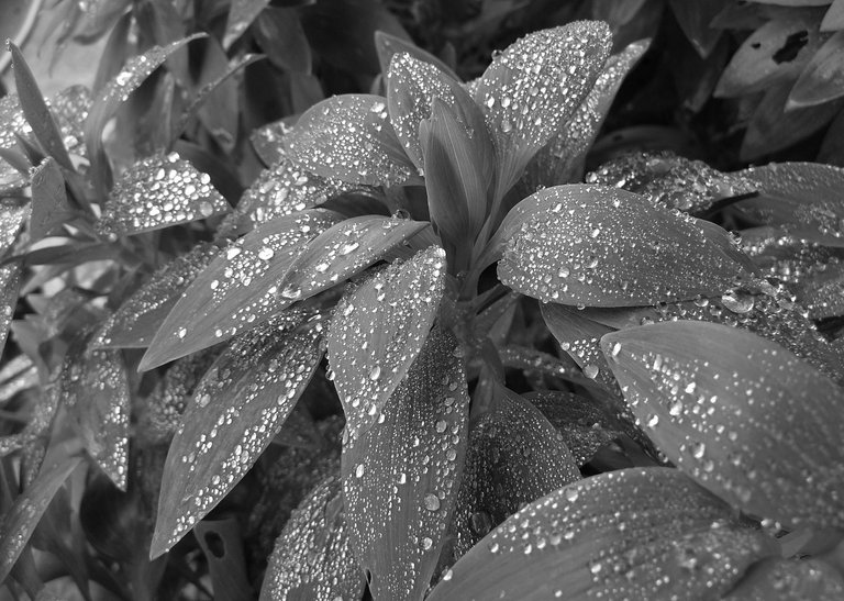 waterdrops leaves Alstroemeria  Lily of the Incas 1  bw.jpg