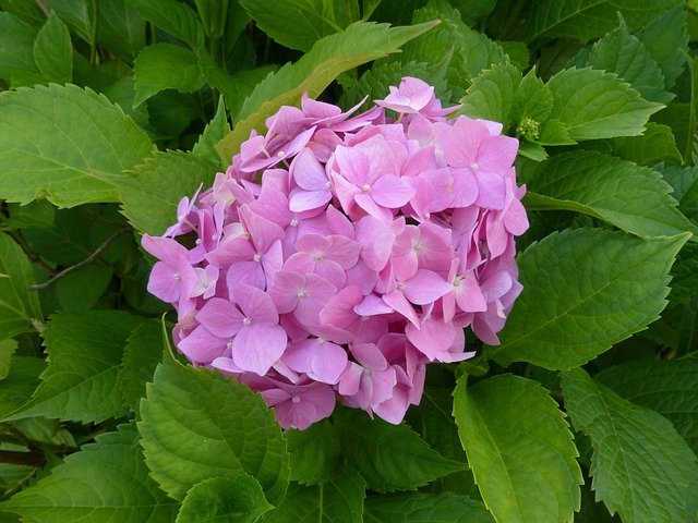 hydrangea-3617357_640.jpg