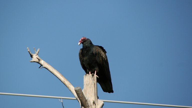 vulture05.JPG