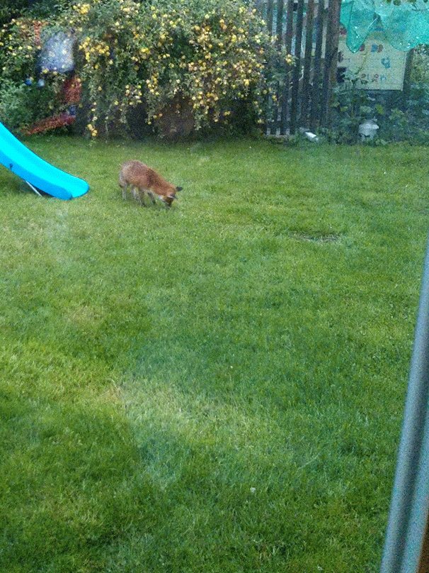 Lawn