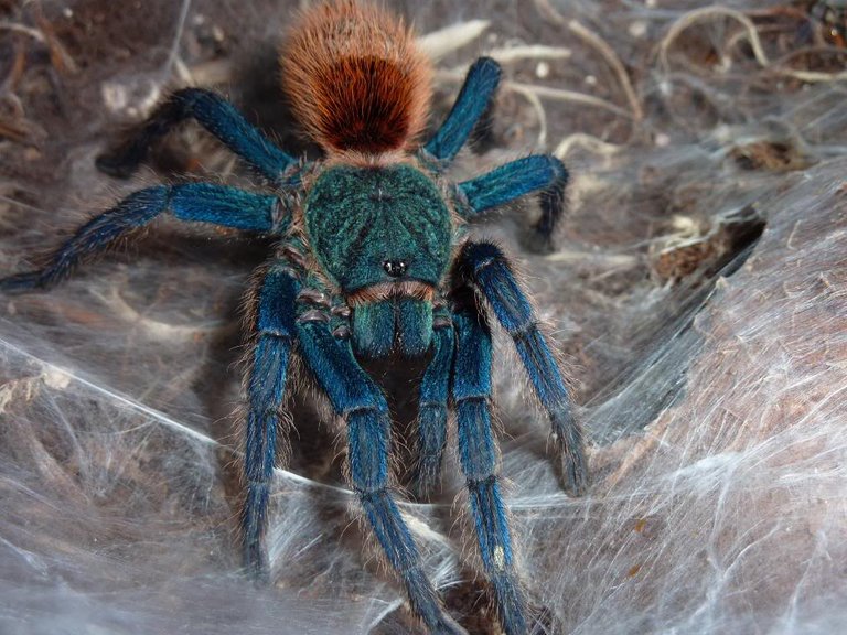 Chromatopelma-Cyaneopubescens2.jpg