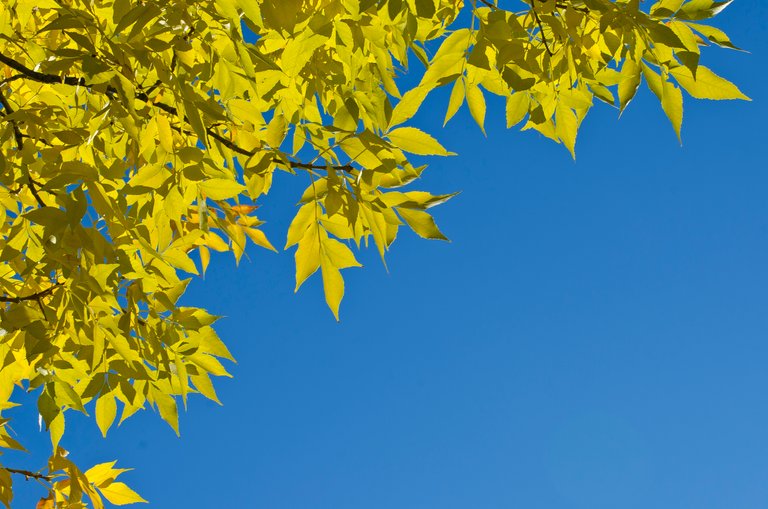 Yellow leaves in pattern under the sky.JPG