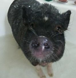 piggy.bath.jpg