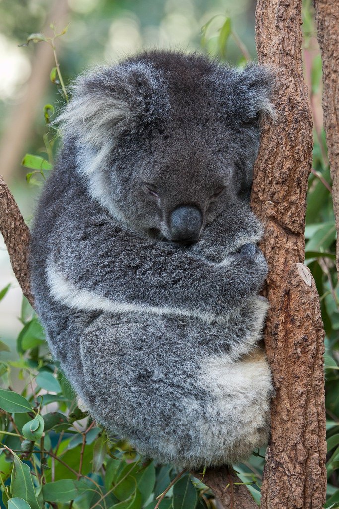 7466654142-brisbane-lone-pine-koala-sanctuary (FILEminimizer).jpg