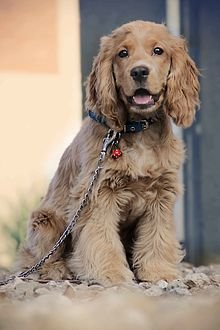 Cocker_spaniel_called_Tony.jpg