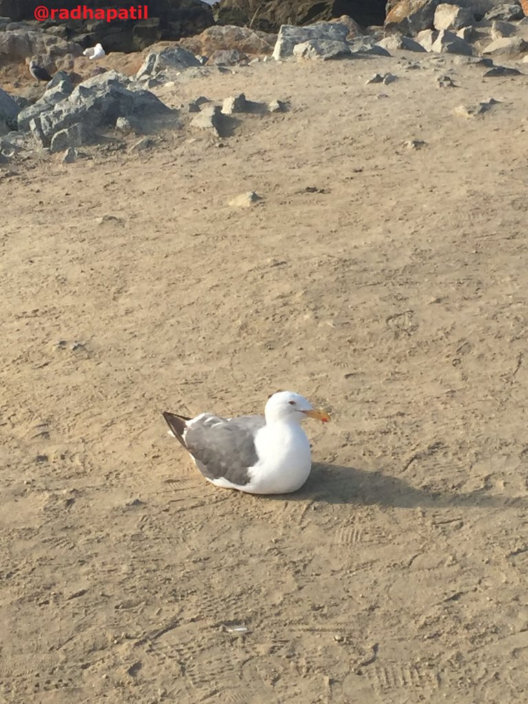 seagull1.jpg