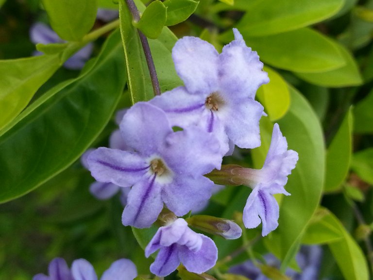 flower8.jpg