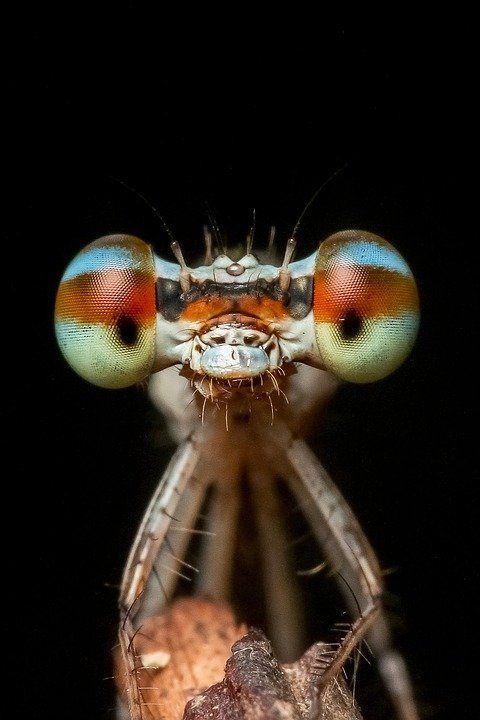 Granatauge dragonfly -1131638_960_720.jpg