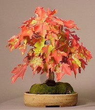 Acer rubrum bonsai 4.jpg