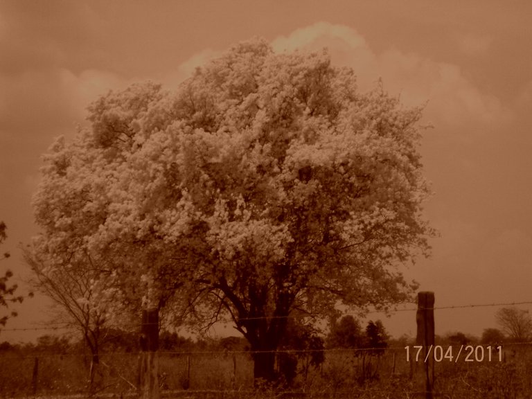 100_3481 sepia.jpg